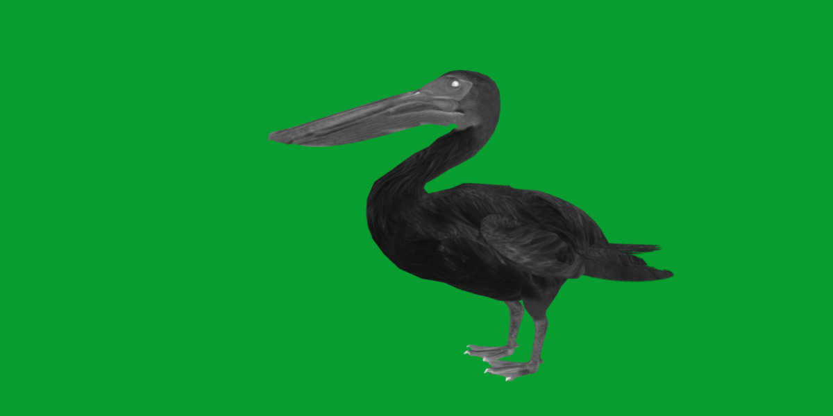 Pelican Bird Low-poly 3D model_9