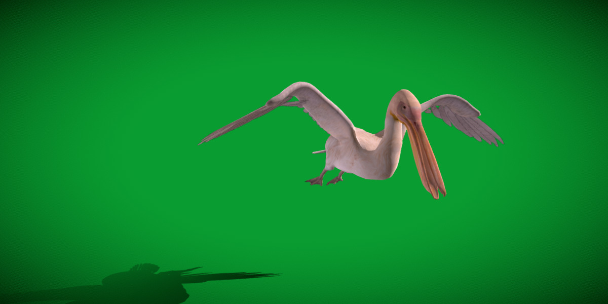 Pelican Bird Low-poly 3D model_23