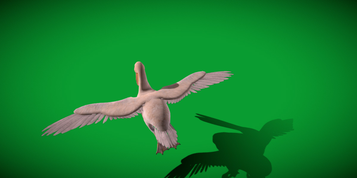 Pelican Bird Low-poly 3D model_22