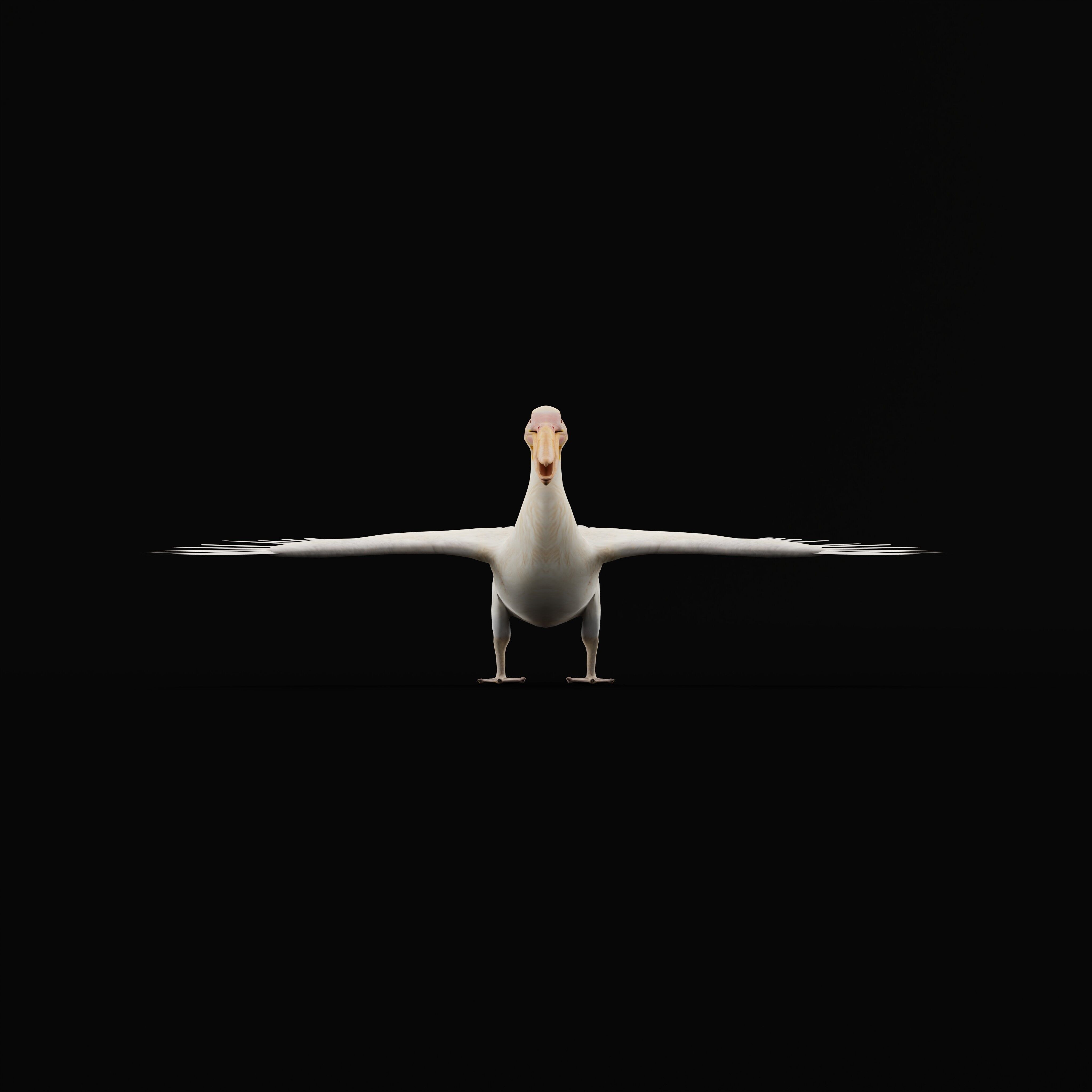 Pelican Bird Low-poly 3D model_40