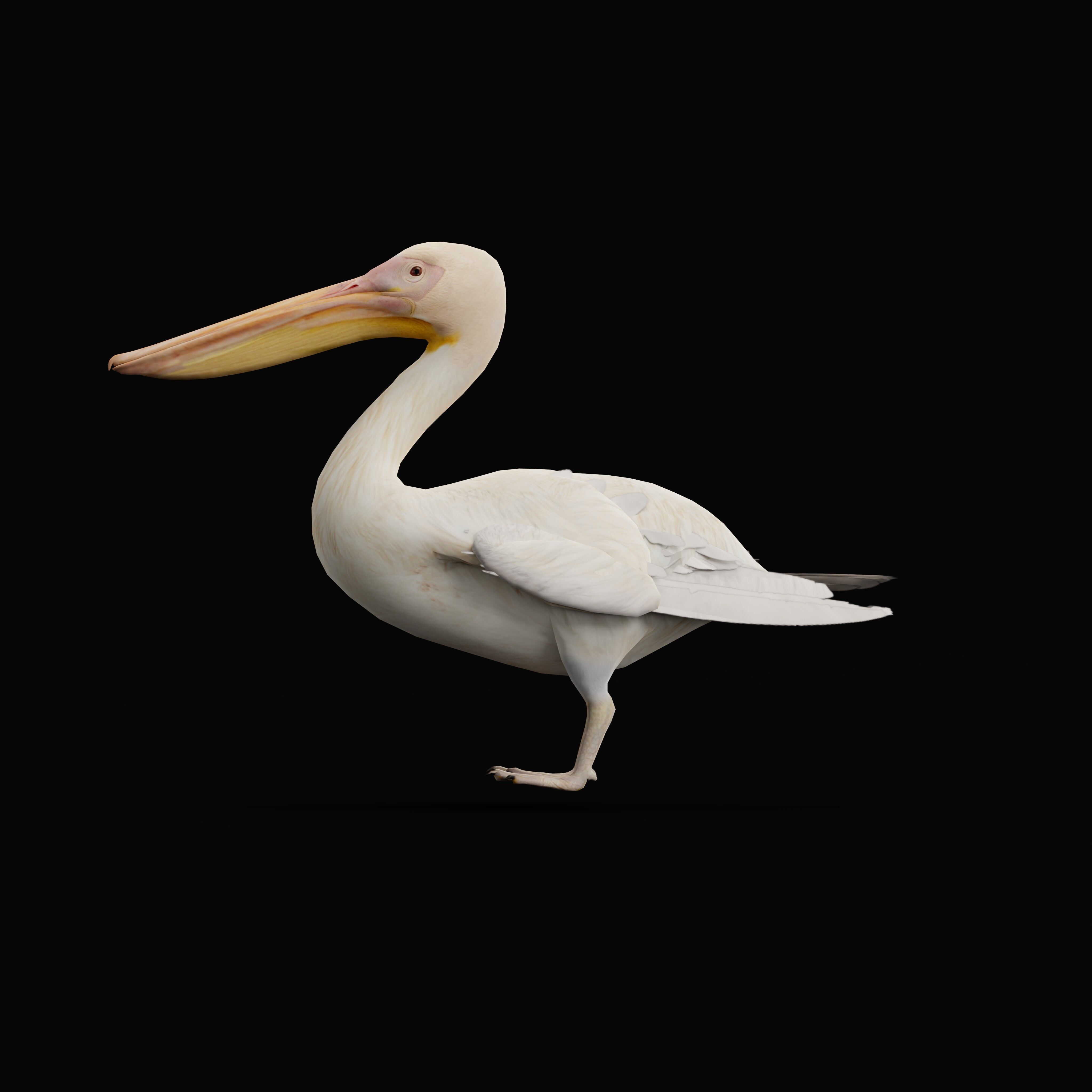 Pelican Bird Low-poly 3D model_35