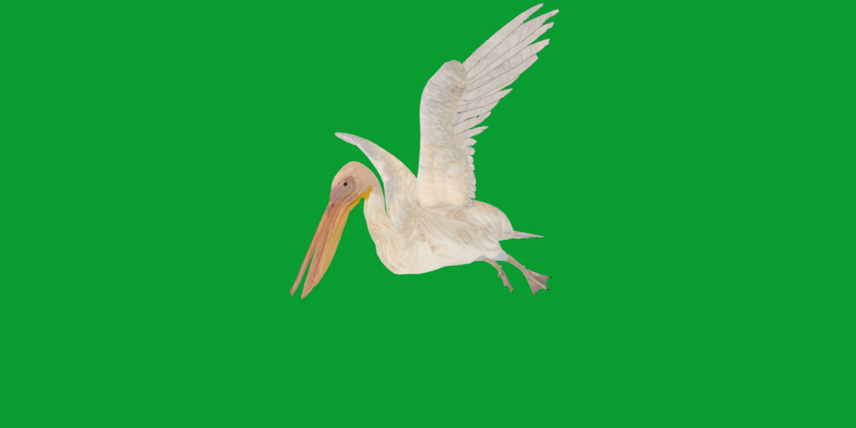Pelican Bird Low-poly 3D model_30