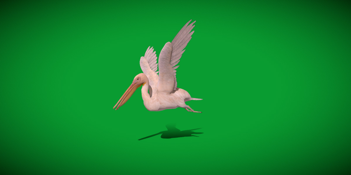 Pelican Bird Low-poly 3D model_5