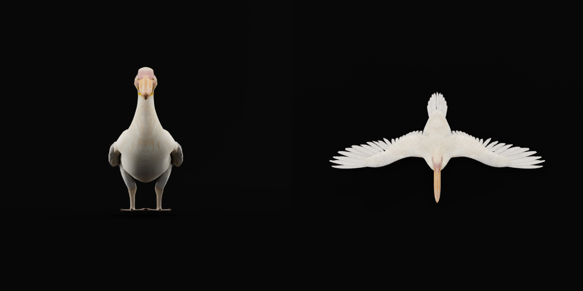 Pelican Bird Low-poly 3D model_25