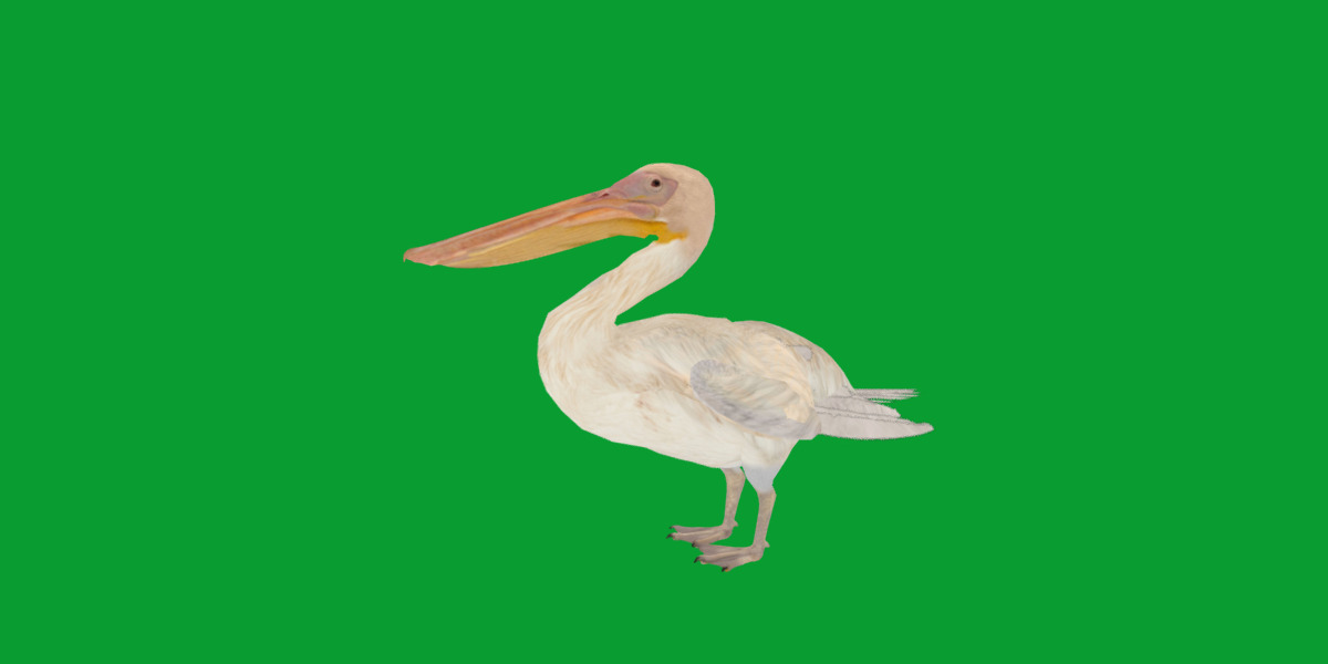 Pelican Bird Low-poly 3D model_24