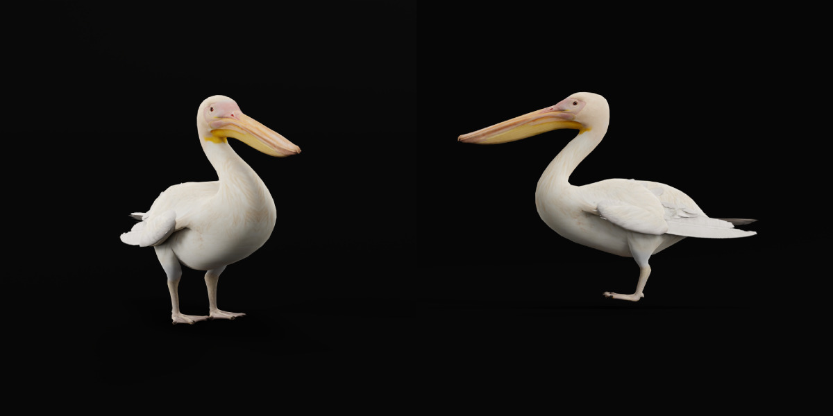 Pelican Bird Low-poly 3D model_31