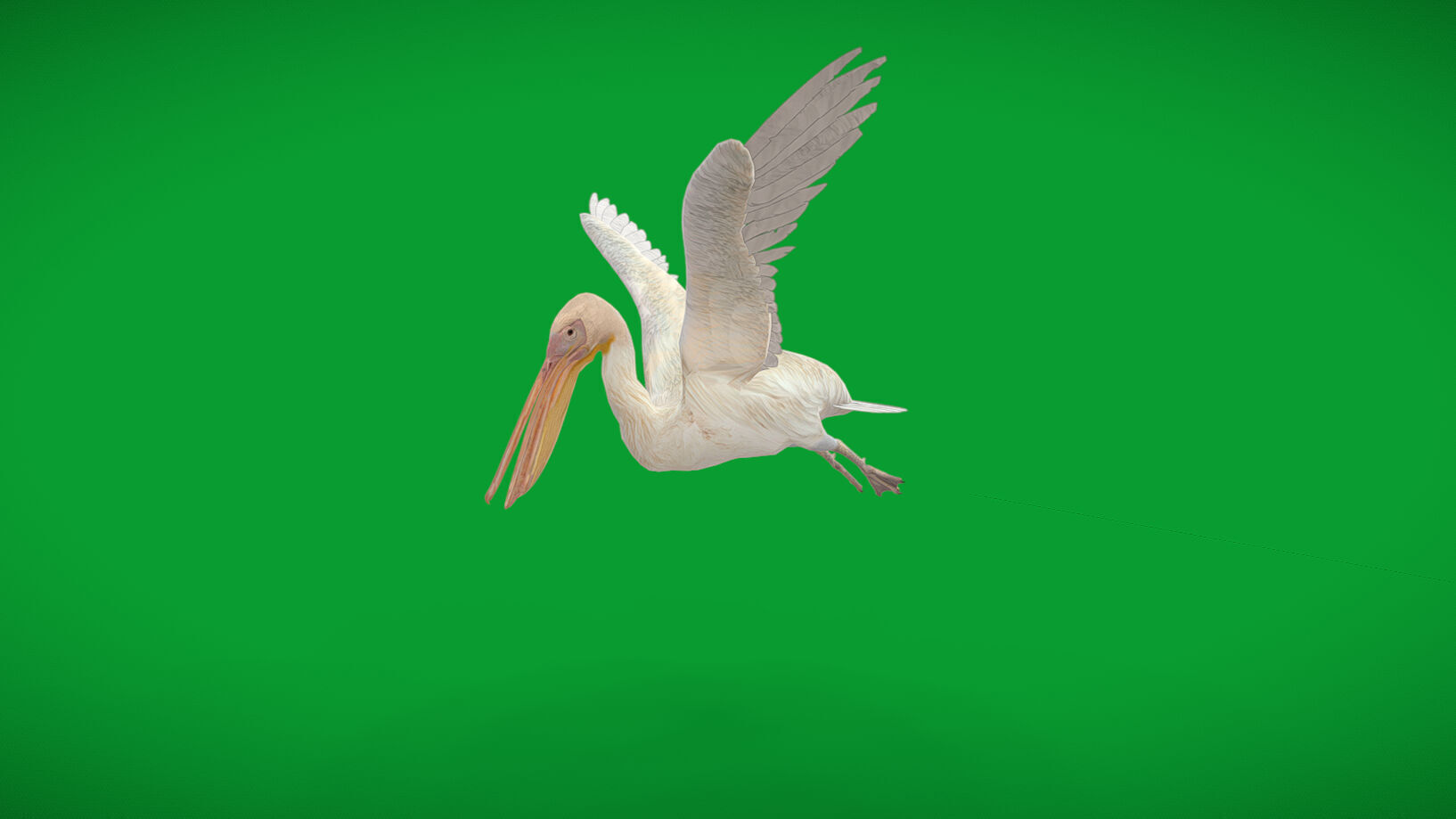 Pelican Bird Low-poly 3D model_33