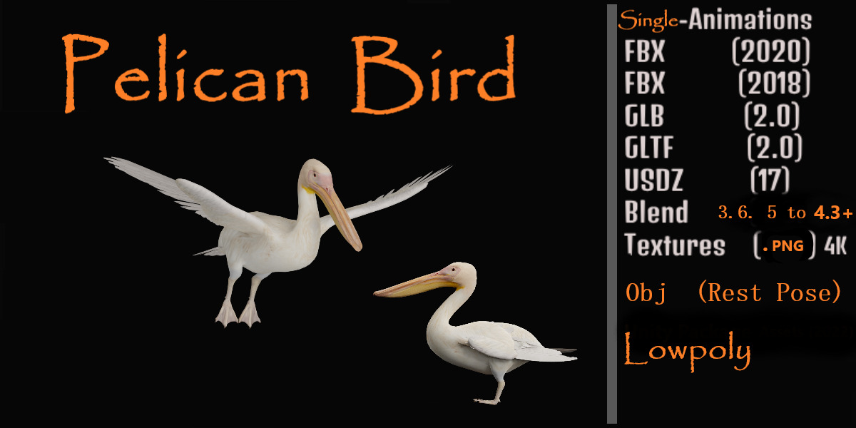 Pelican Bird Low-poly 3D model_2