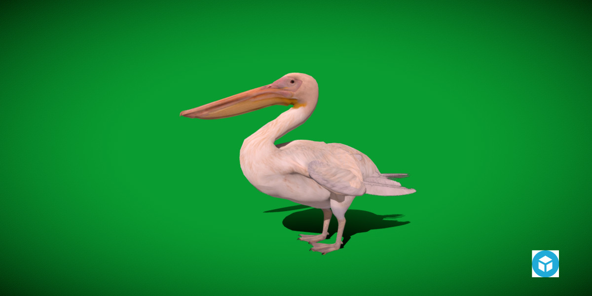 Pelican Bird Low-poly 3D model_16