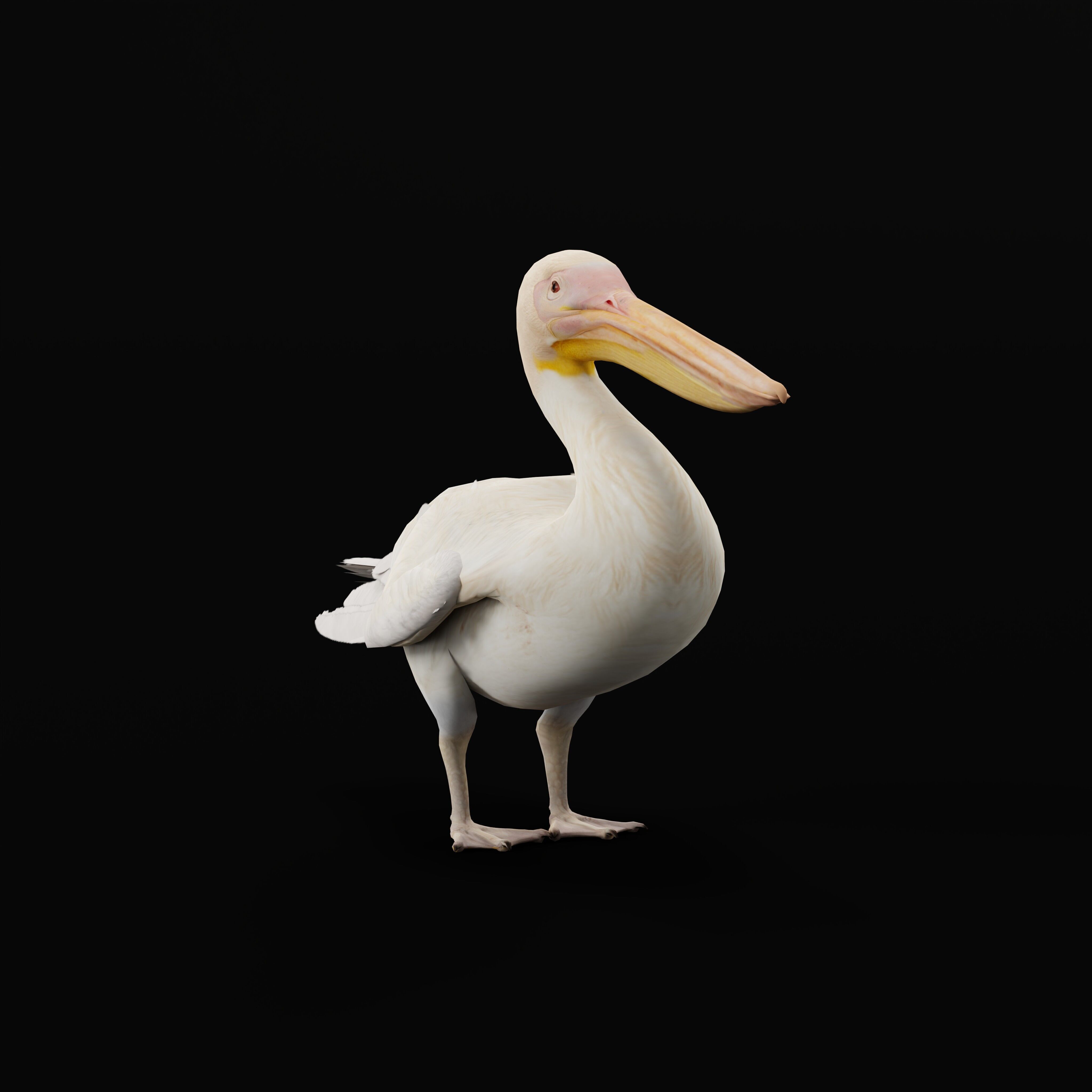 Pelican Bird Low-poly 3D model_34