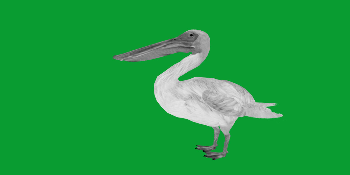 Pelican Bird Low-poly 3D model_11