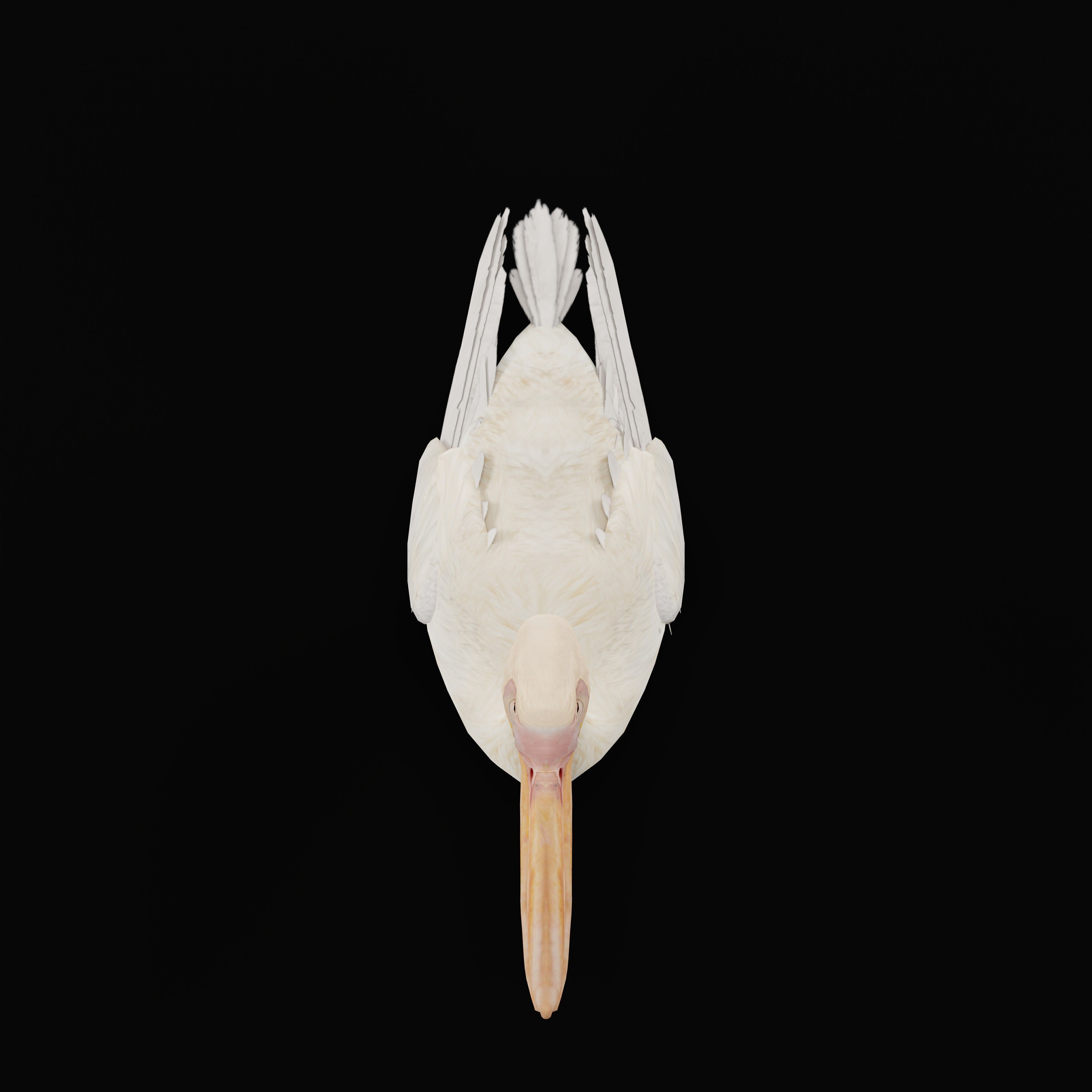 Pelican Bird Low-poly 3D model_37