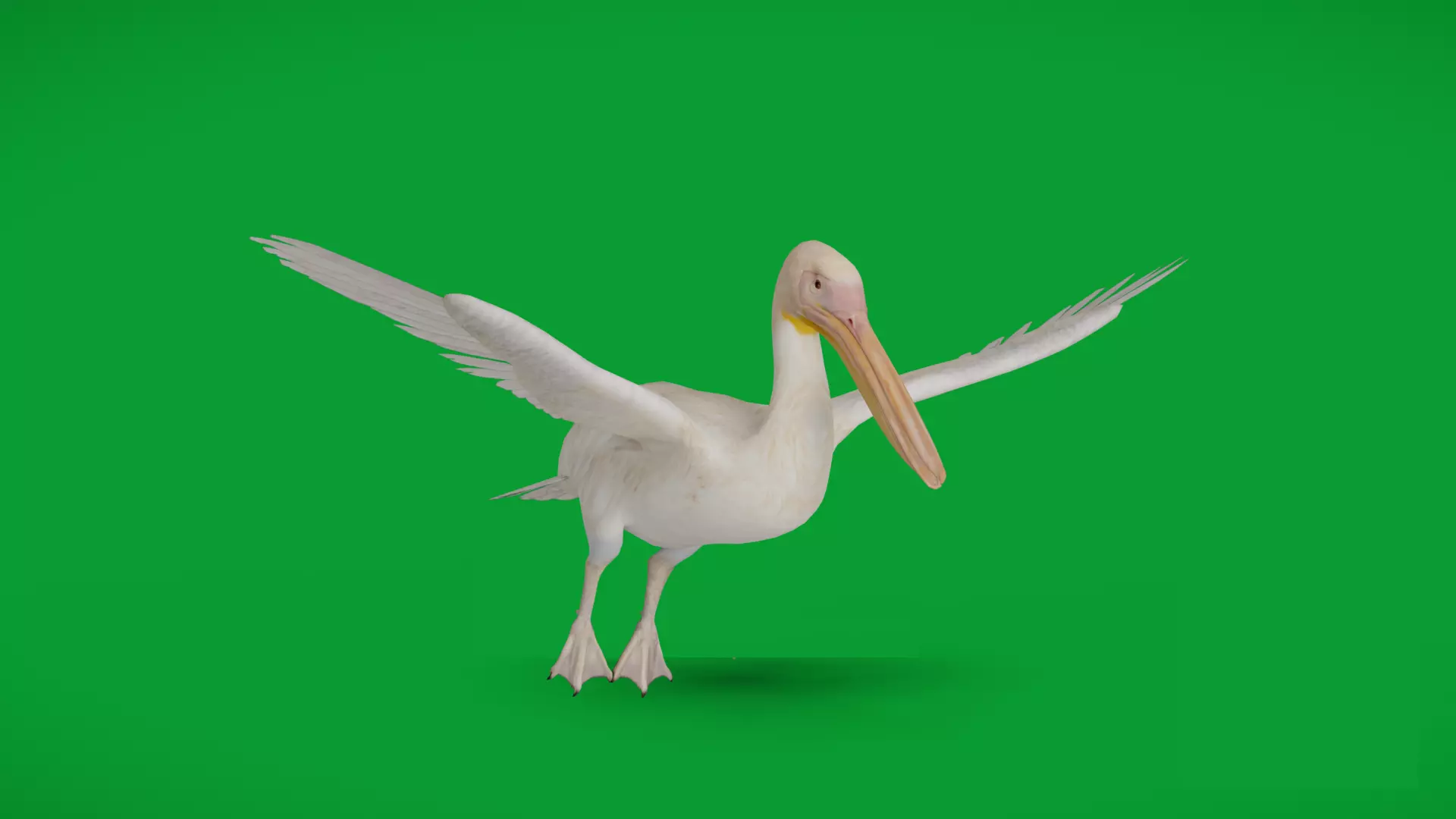 Pelican Bird Low-poly 3D model_0