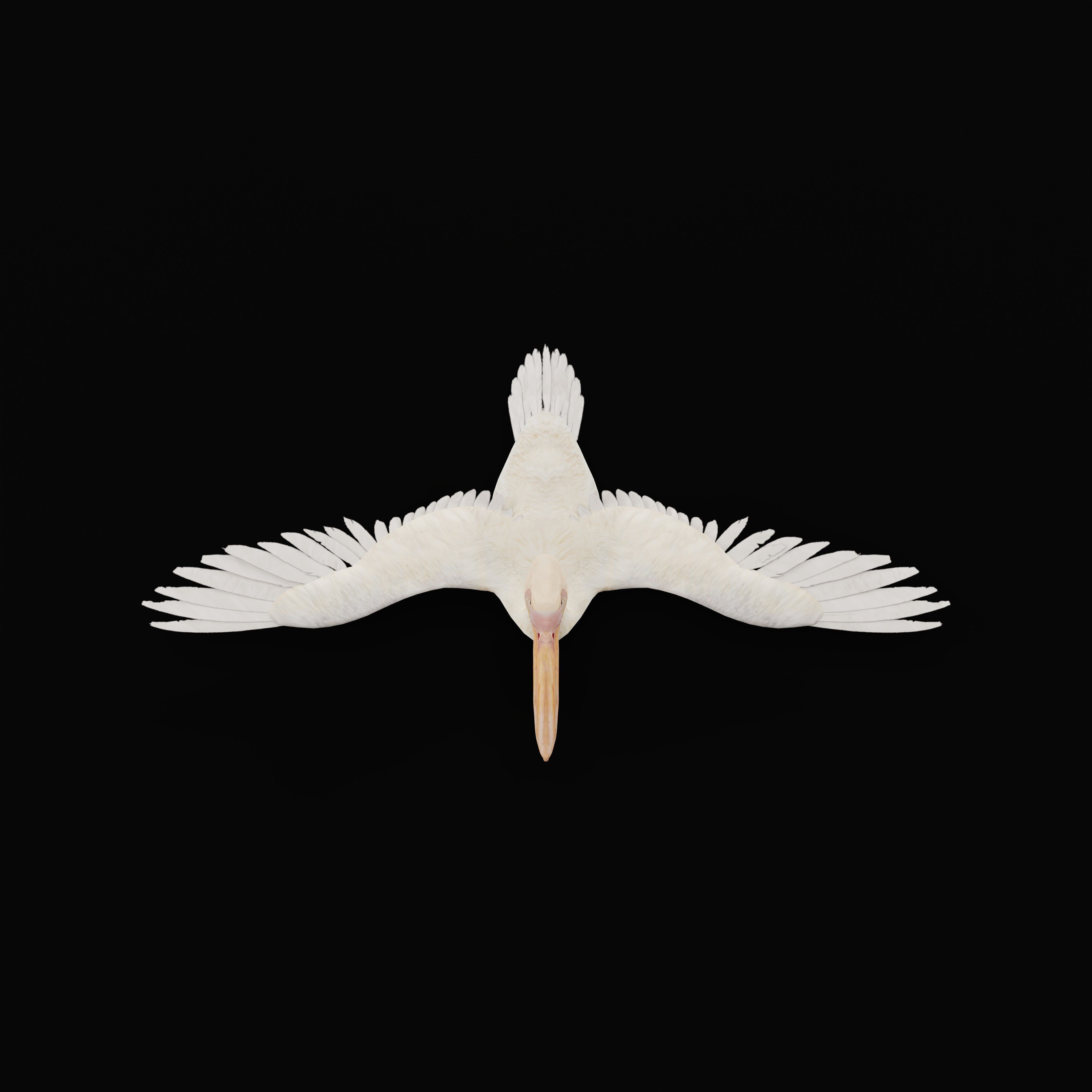 Pelican Bird Low-poly 3D model_38