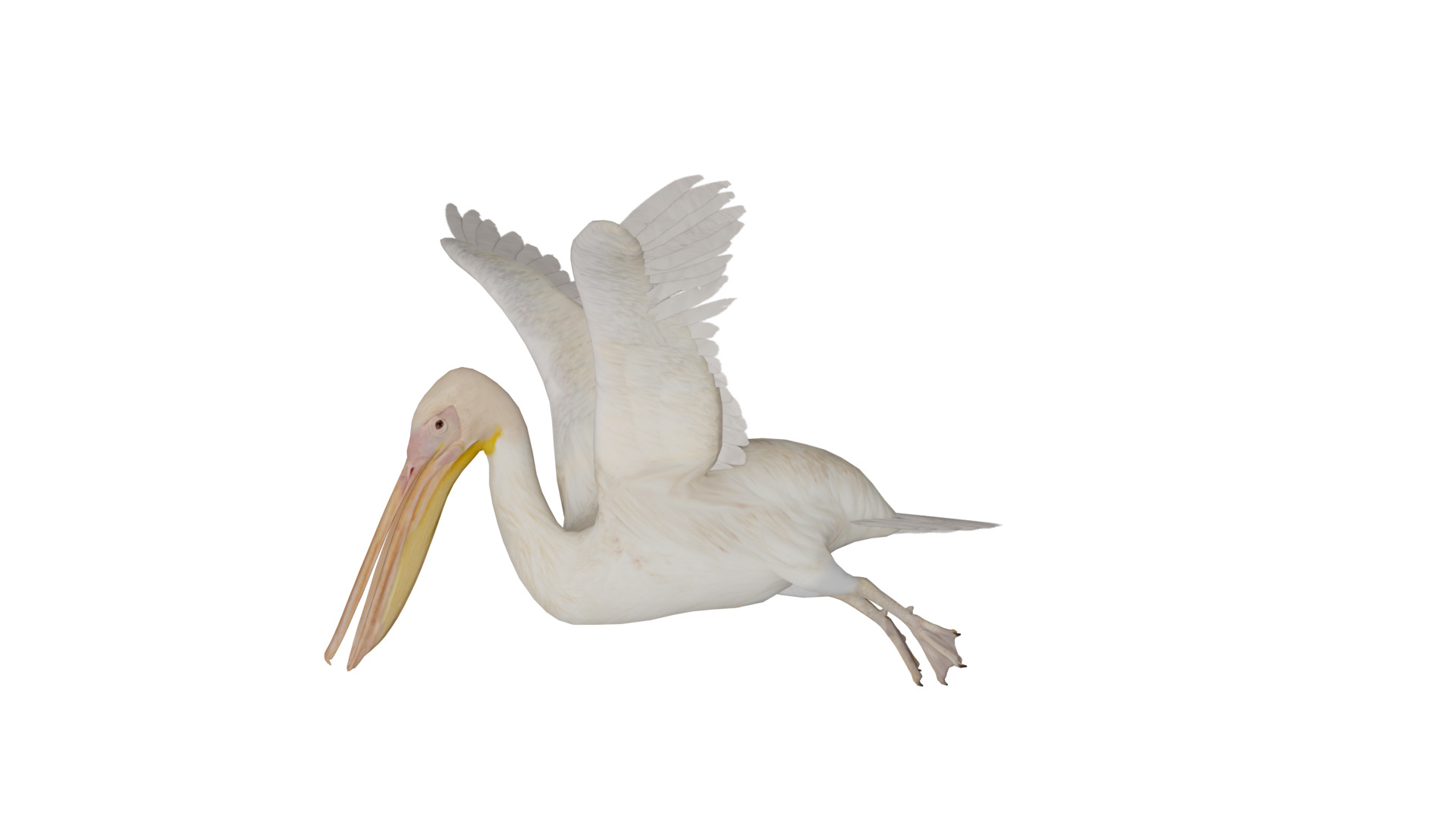 Pelican Bird Low-poly 3D model_3