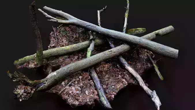 forest ground trees mossy trunks debris pt8 photogrammetry