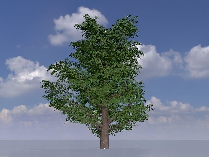 Empress tree summer LOD1 30000mm Low-poly 3D model