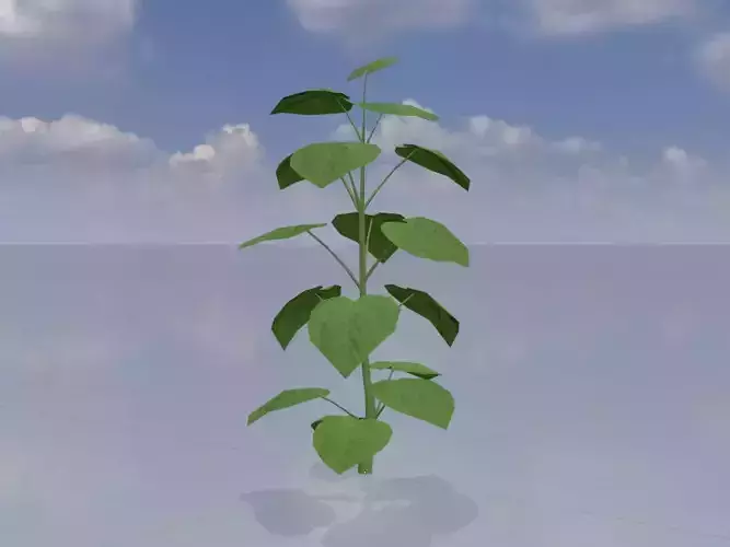 Empress tree summer LOD2 2000mm