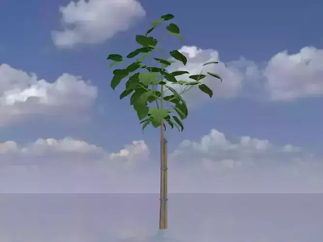 Empress tree summer LOD2 5000mm Low-poly 3D model