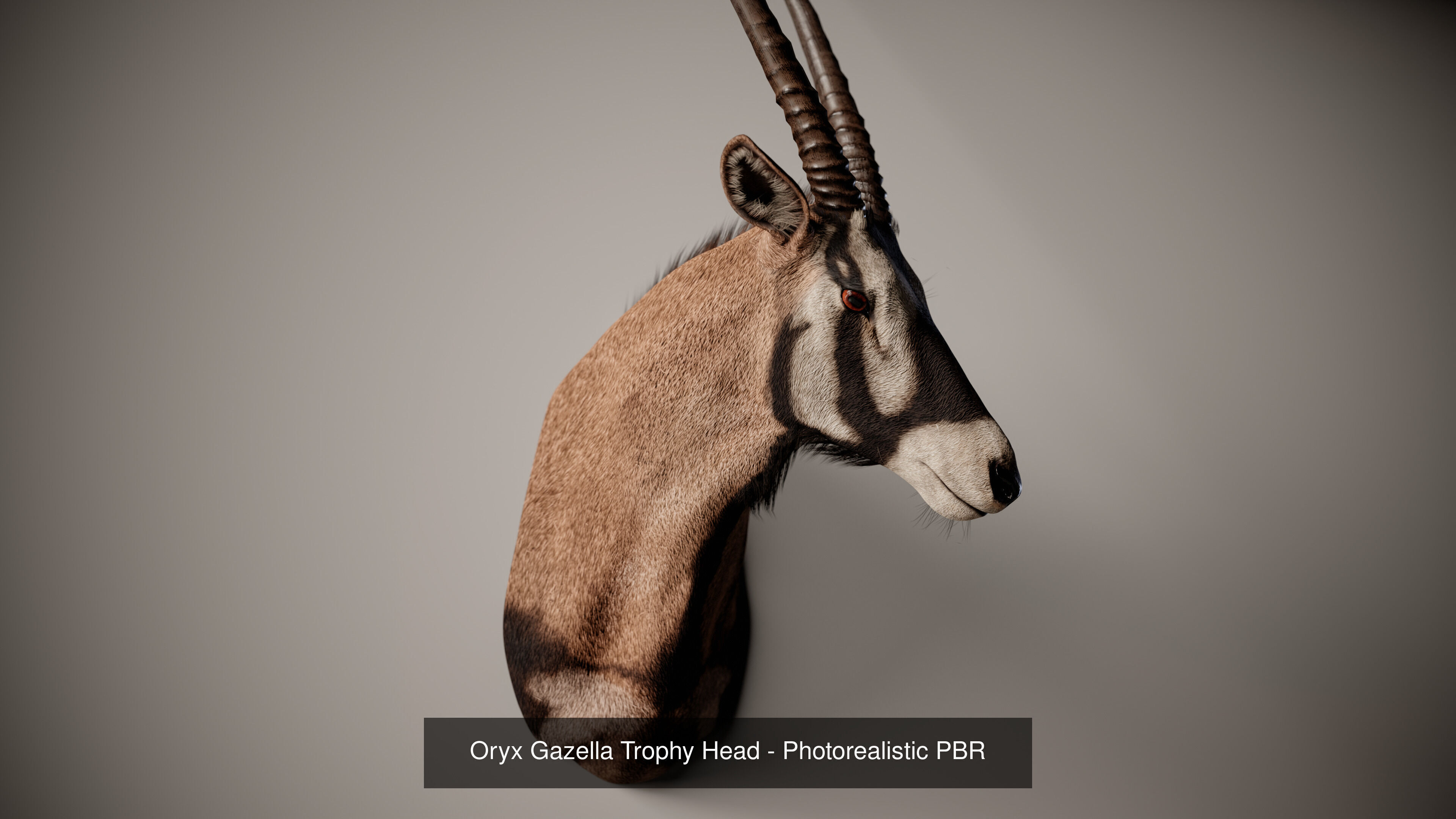 Full Trophy Head Collection - Photorealistic PBR 3D Models _25
