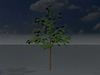 Empress tree summer LOD2 8000mm Low-poly 3D model_1