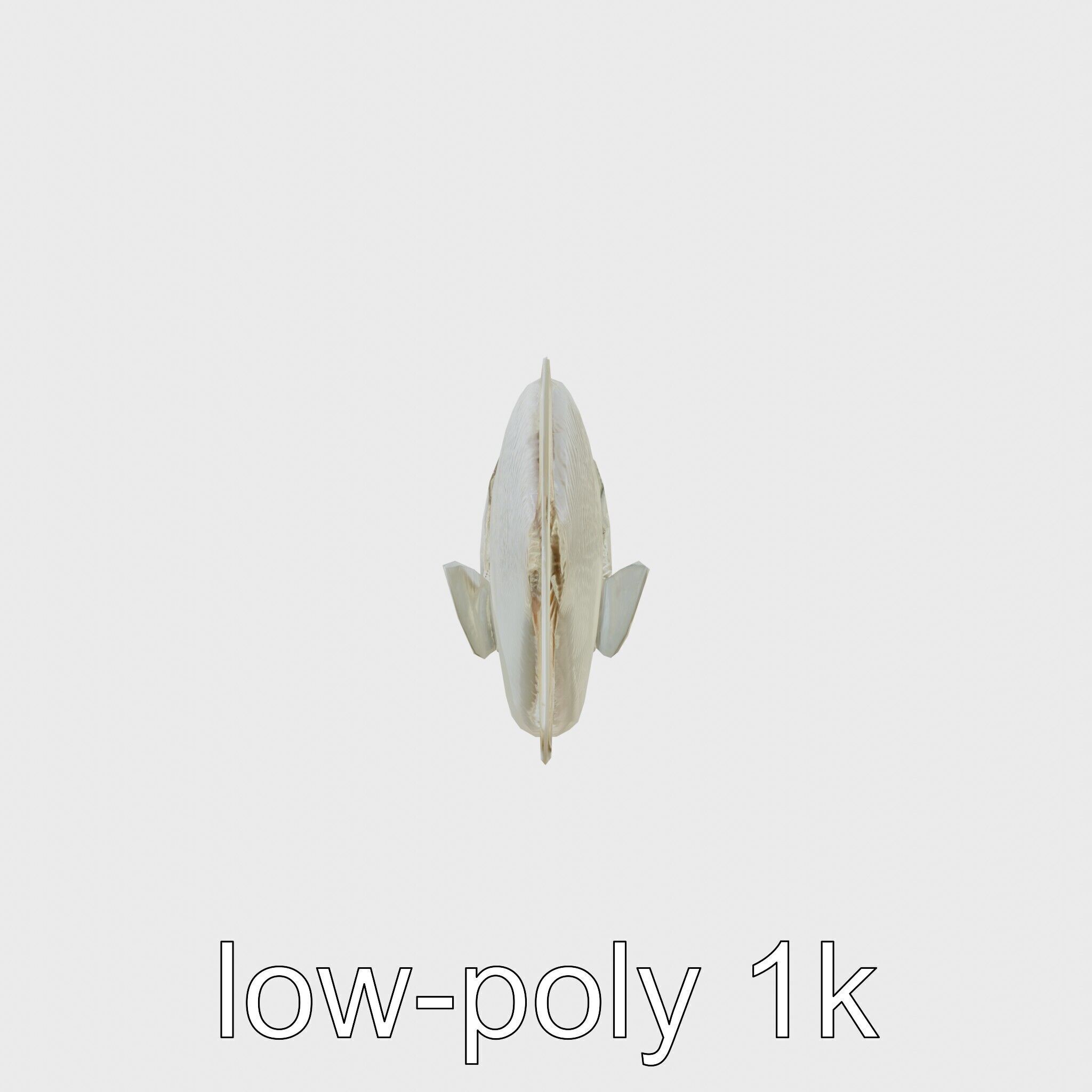 Barreleye Fish 3D Model with Transparent Head Low-poly 3D model_13