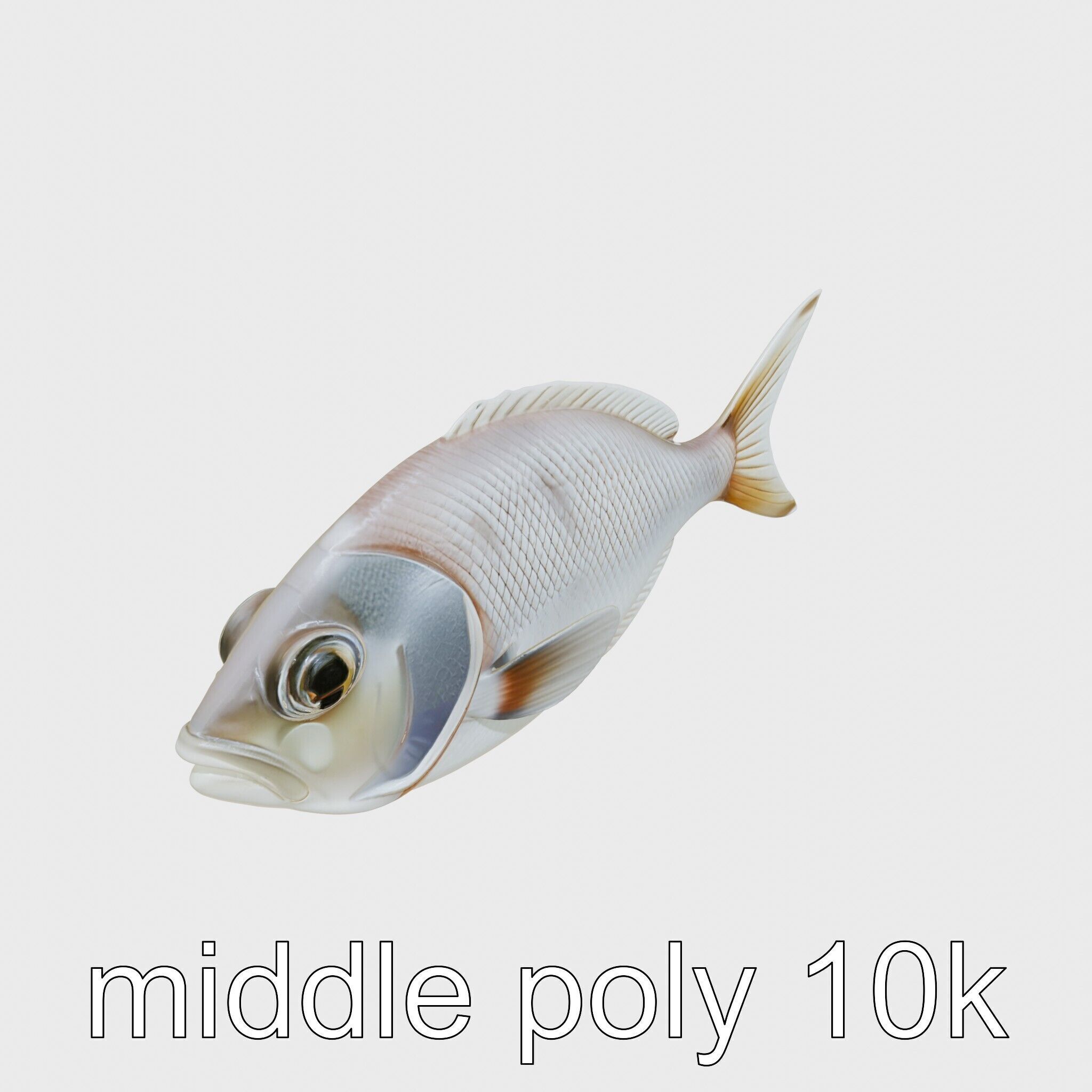 Barreleye Fish 3D Model with Transparent Head Low-poly 3D model_8