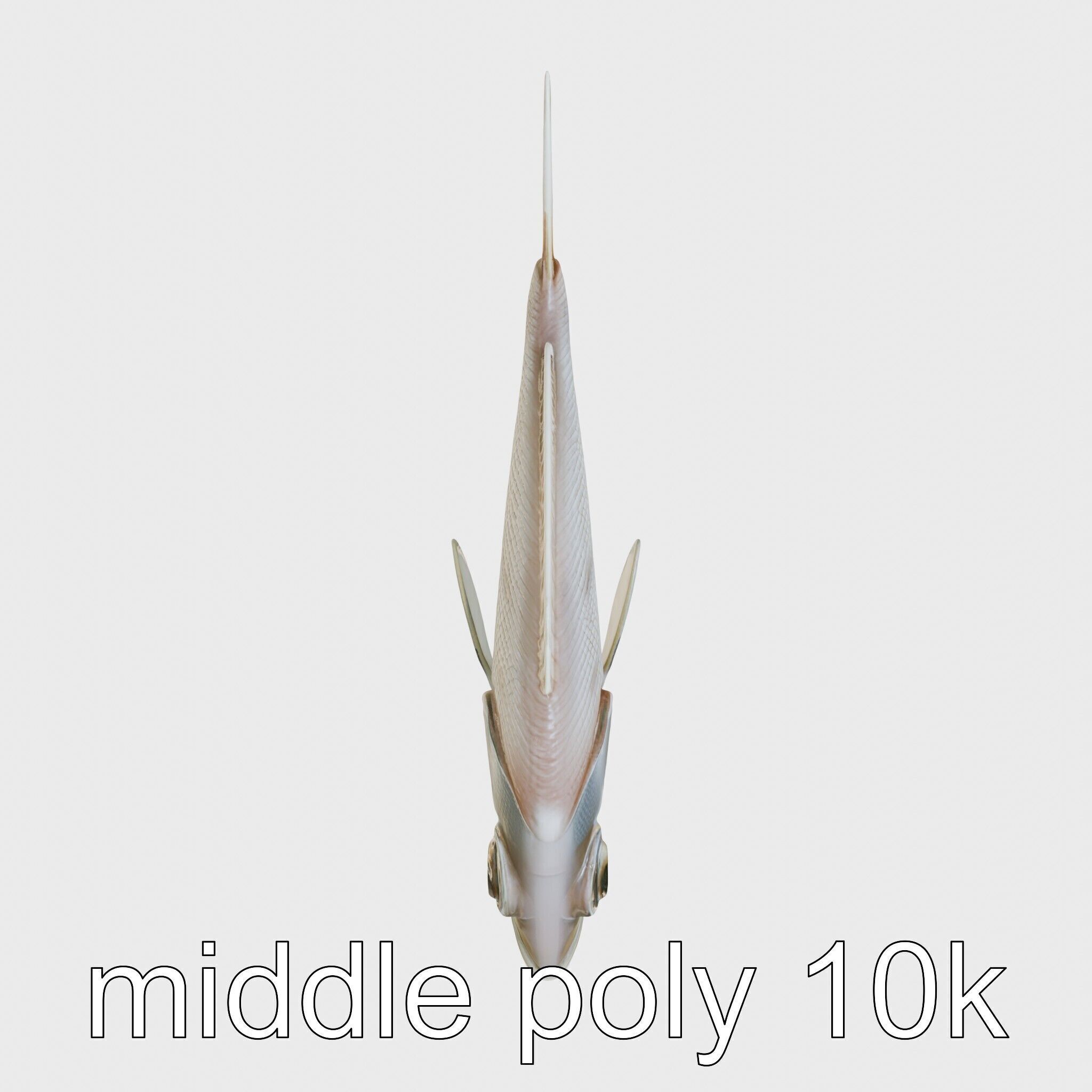 Barreleye Fish 3D Model with Transparent Head Low-poly 3D model_22