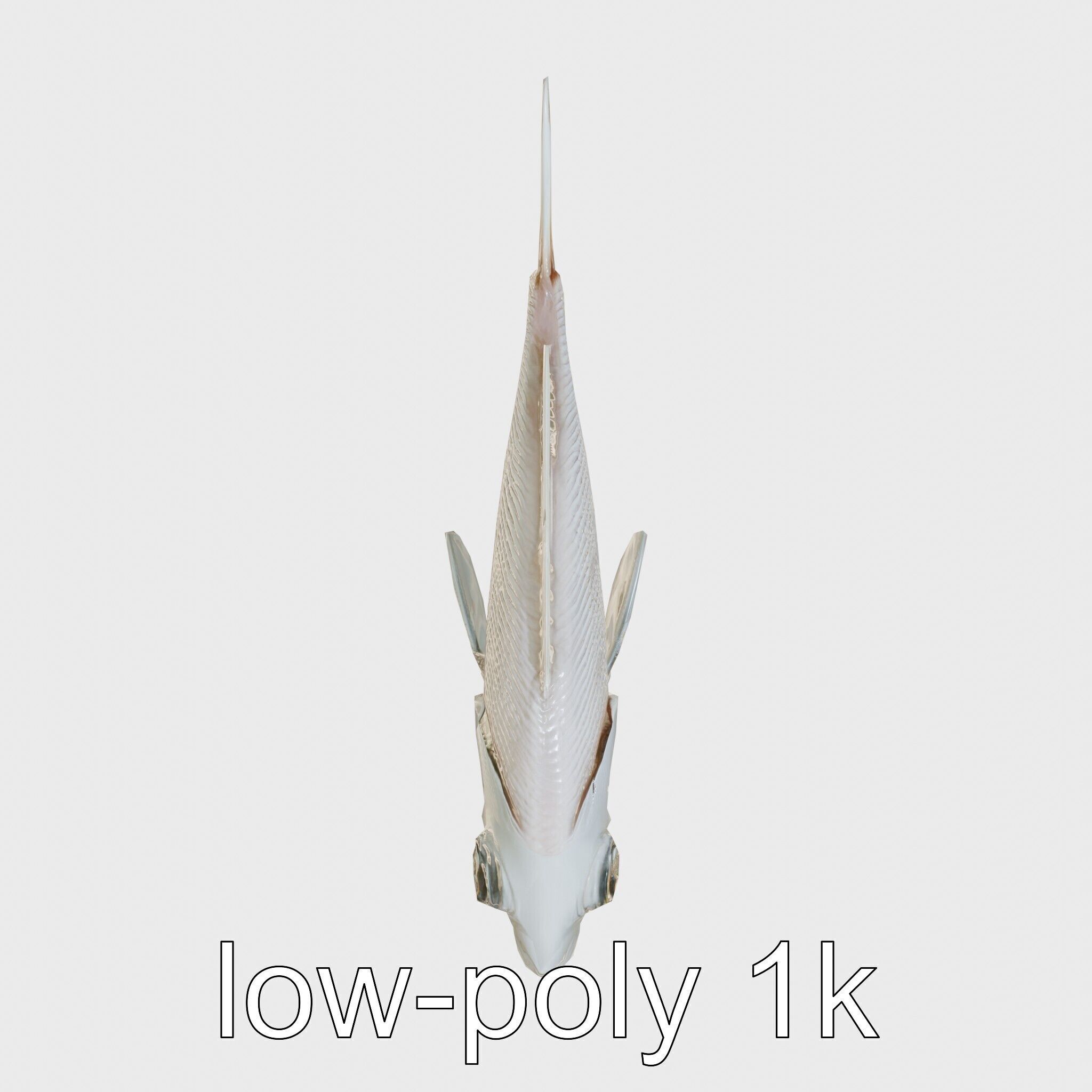 Barreleye Fish 3D Model with Transparent Head Low-poly 3D model_16