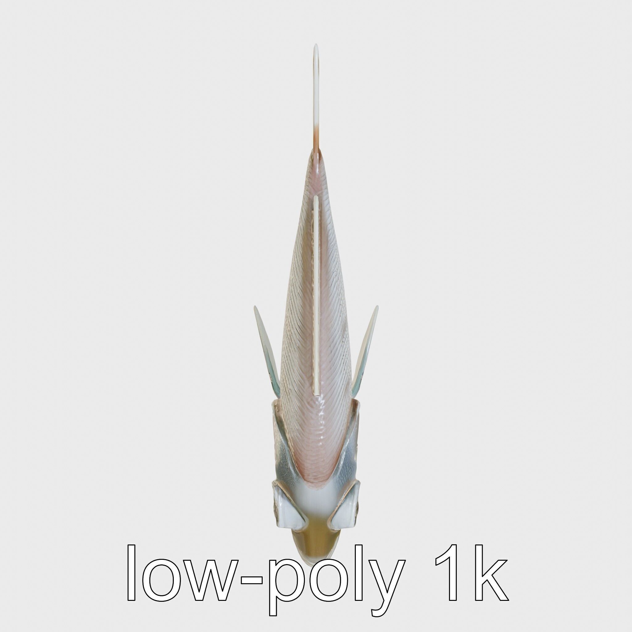 Barreleye Fish 3D Model with Transparent Head Low-poly 3D model_17