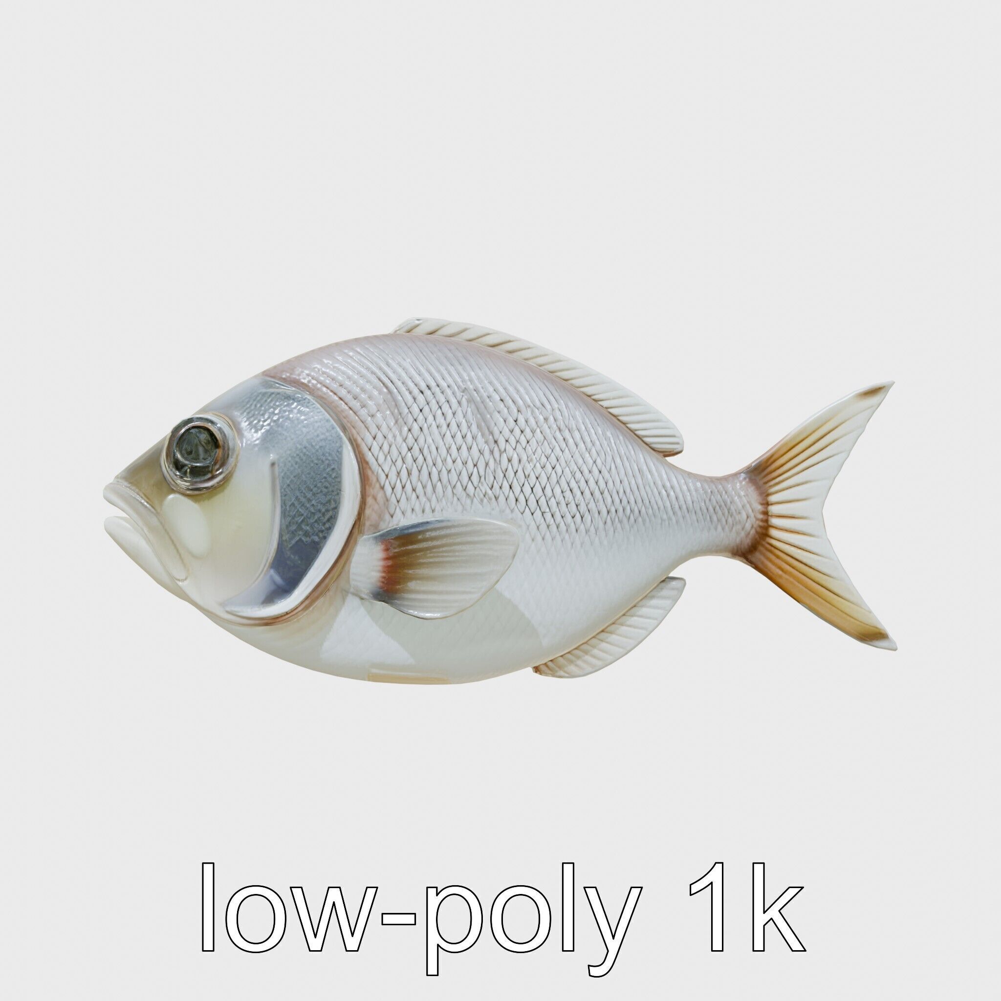 Barreleye Fish 3D Model with Transparent Head Low-poly 3D model_10