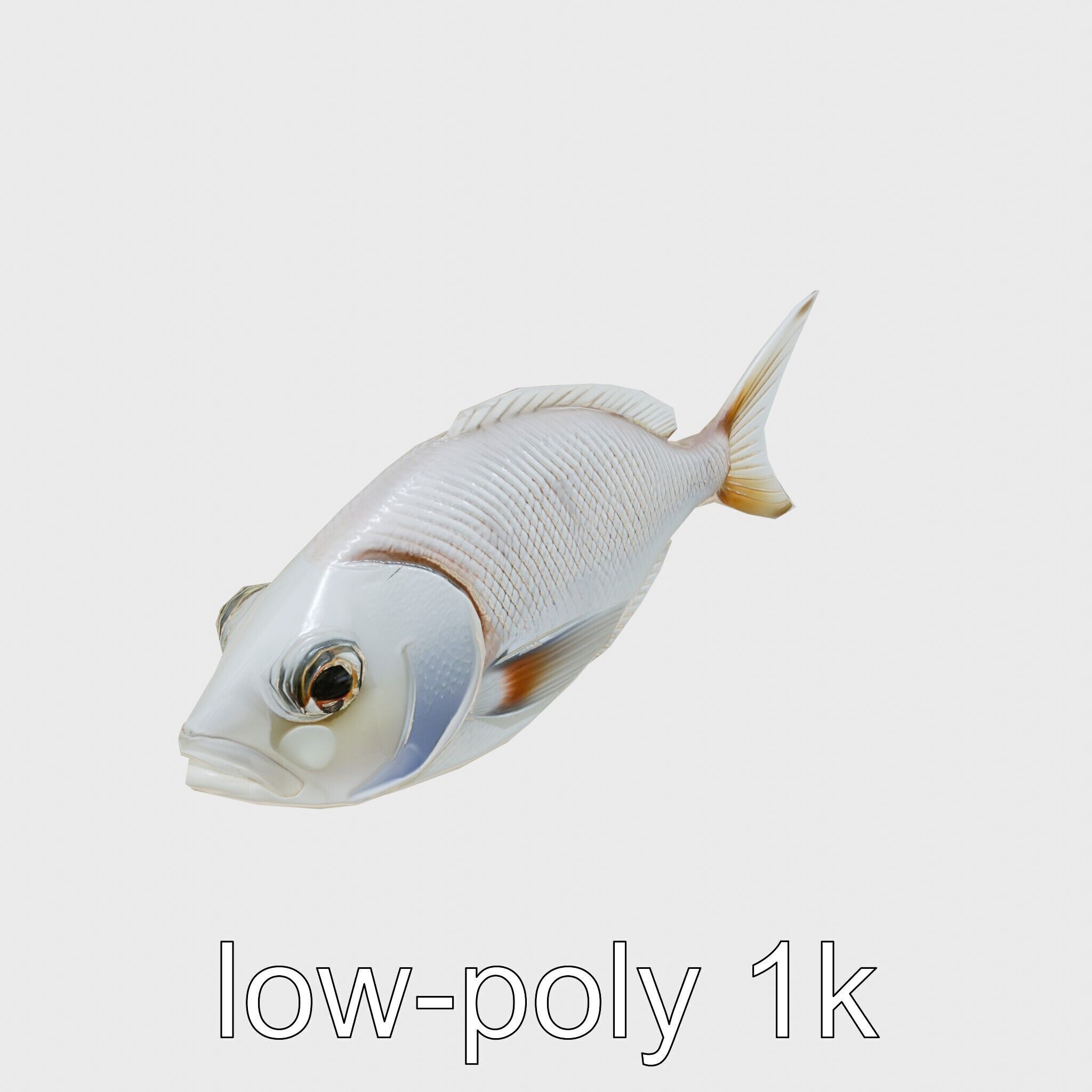 Barreleye Fish 3D Model with Transparent Head Low-poly 3D model_12