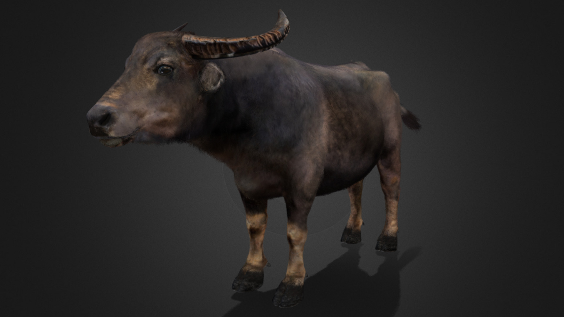 Asian Buffalo - Water Buffalo Realistic 3D model_11