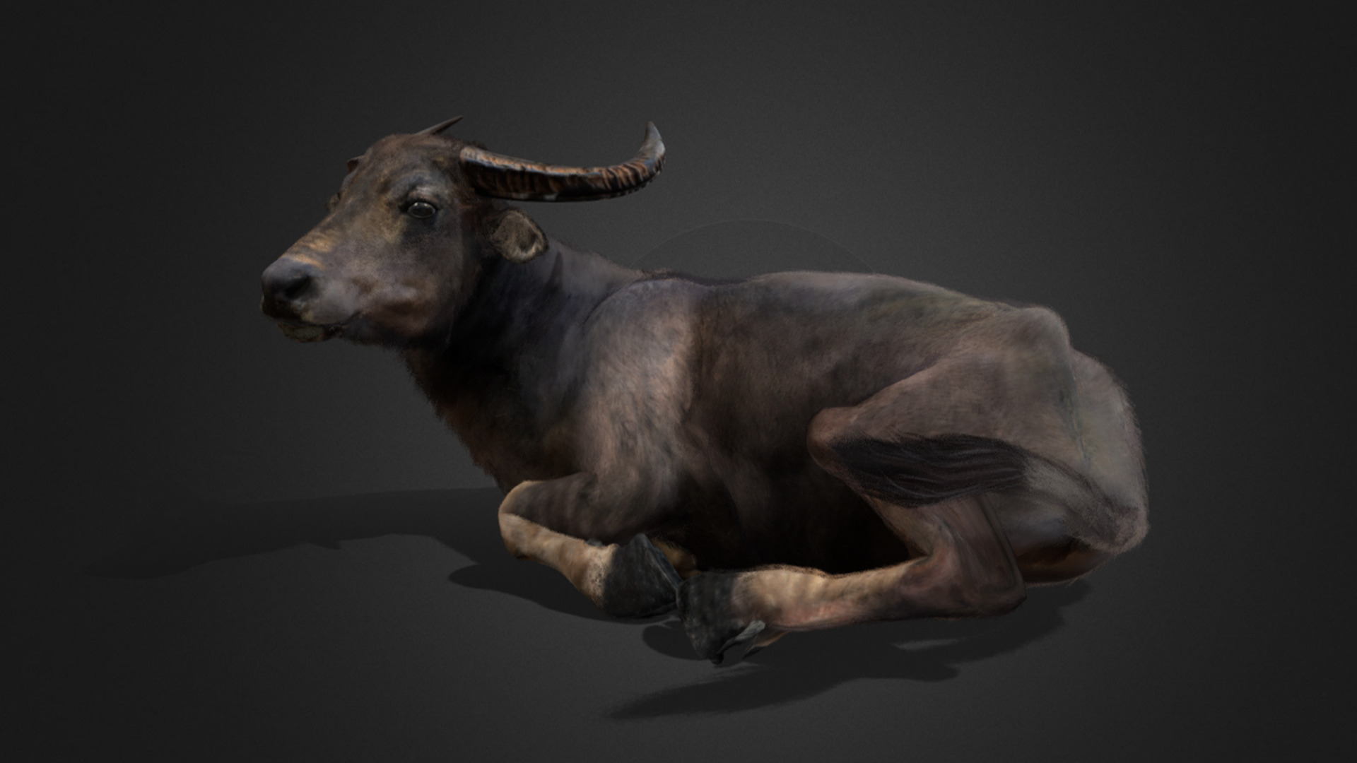 Asian Buffalo - Water Buffalo Realistic 3D model_5