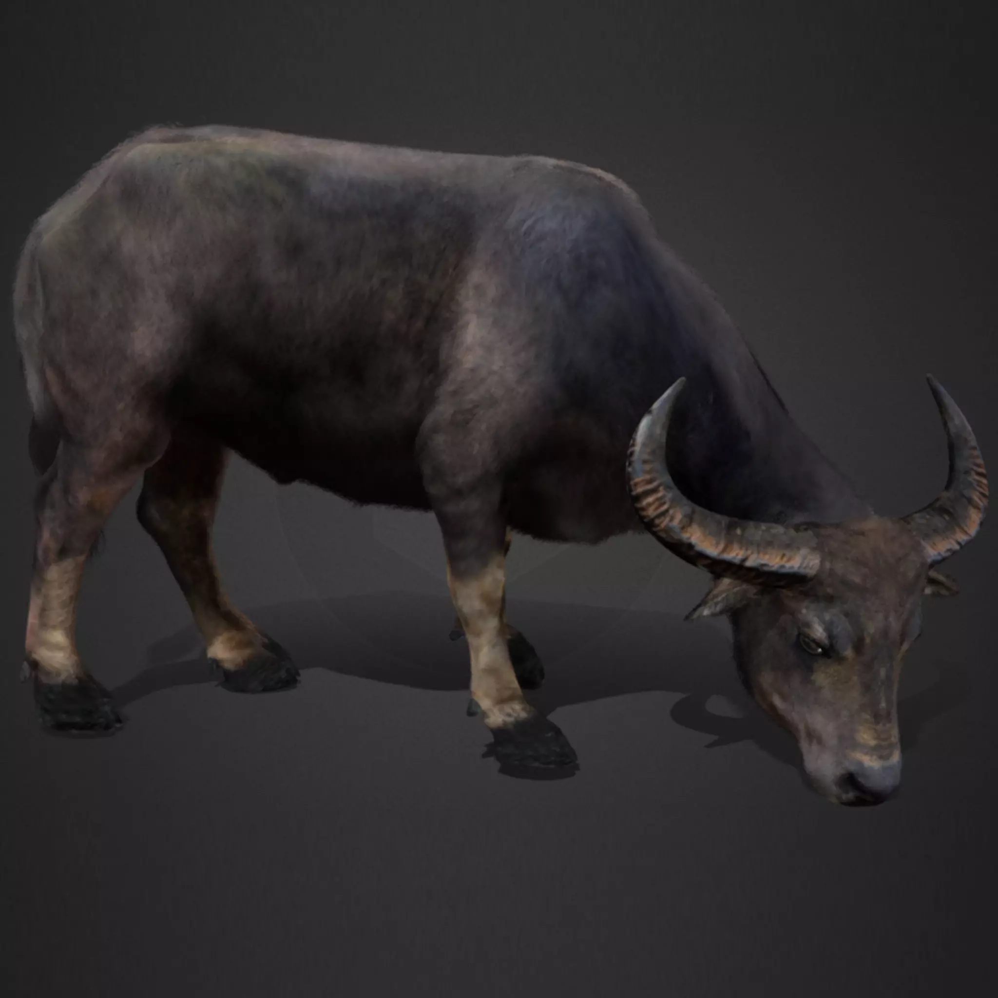 Asian Buffalo - Water Buffalo Realistic 3D model_0