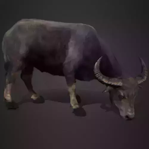 Asian Buffalo - Water Buffalo Realistic 3D model