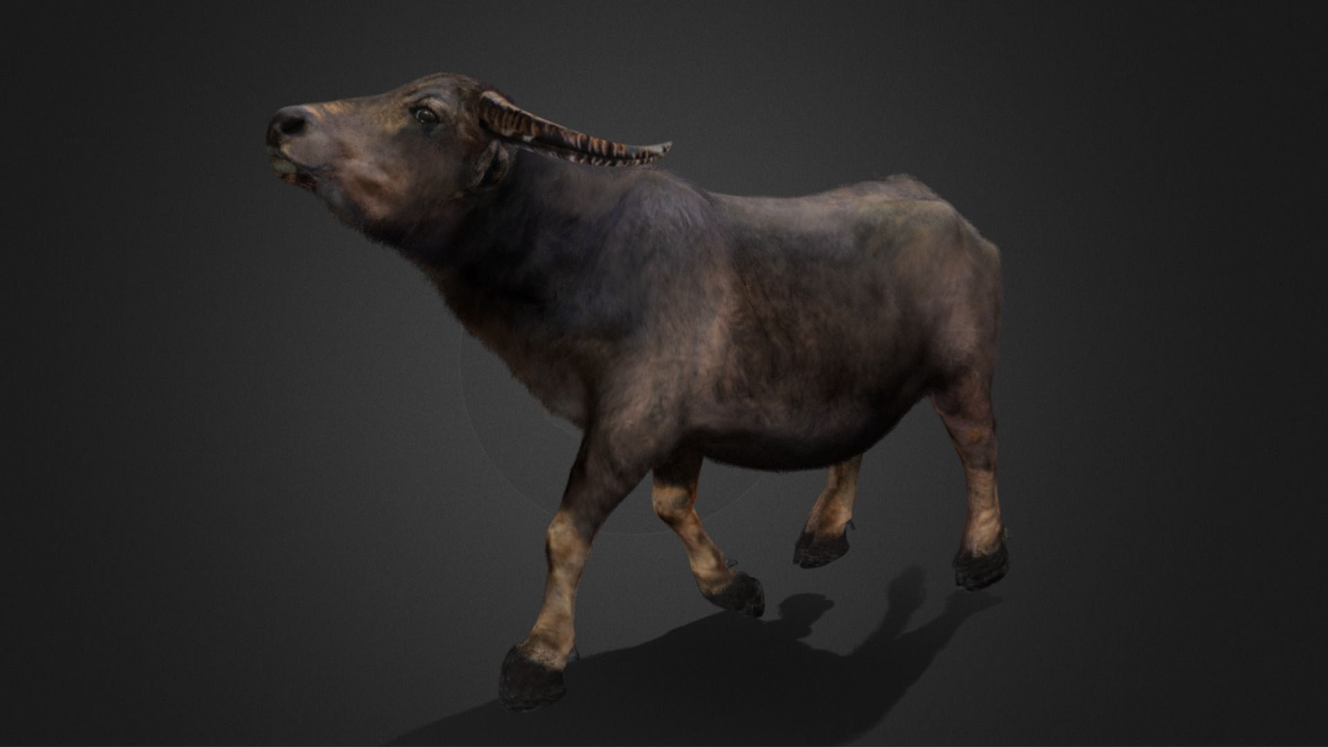 Asian Buffalo - Water Buffalo Realistic 3D model_13