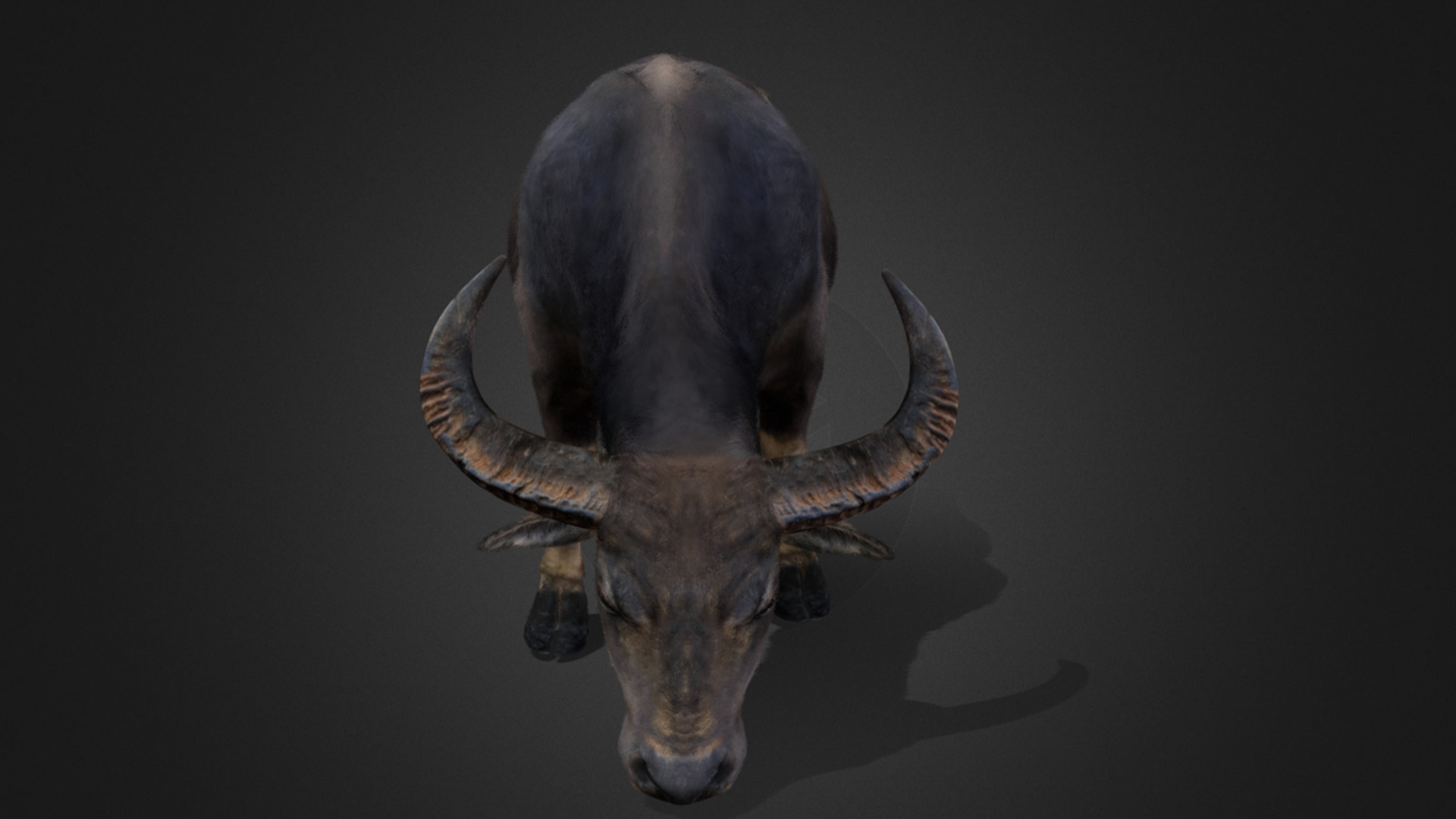Asian Buffalo - Water Buffalo Realistic 3D model_4