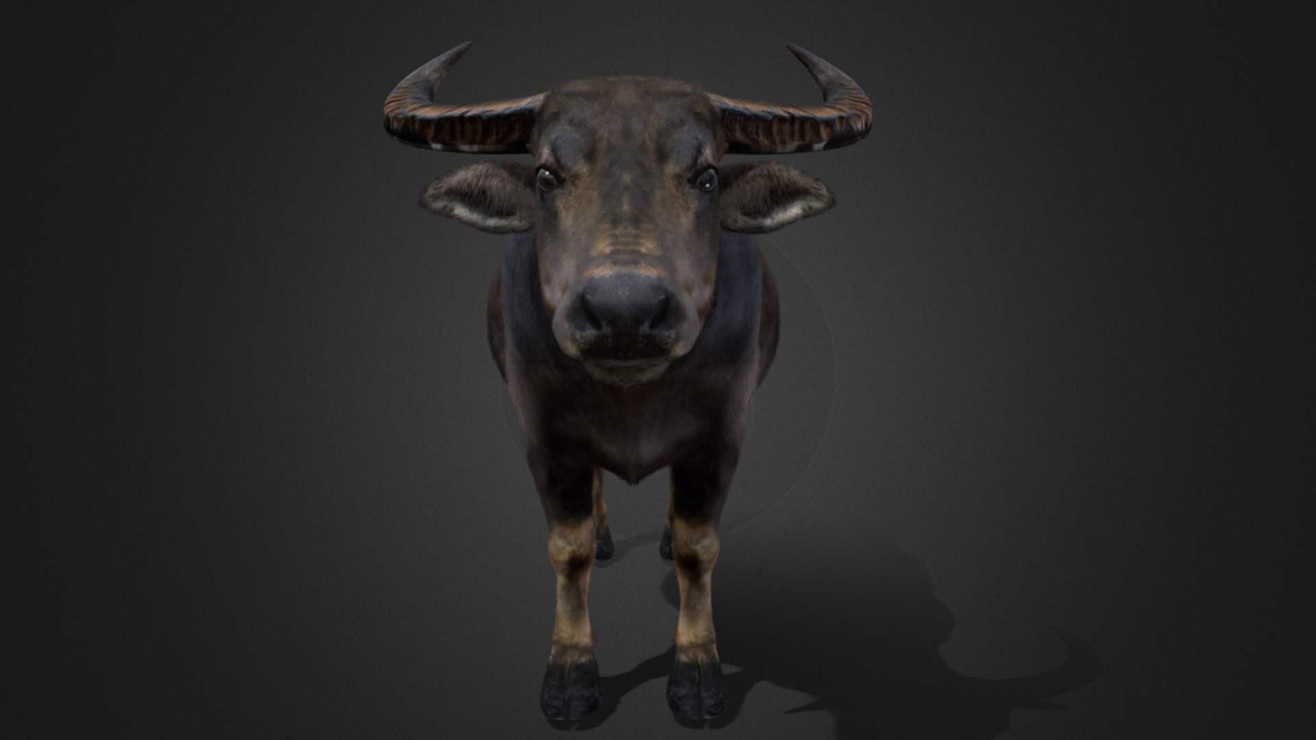 Asian Buffalo - Water Buffalo Realistic 3D model_3