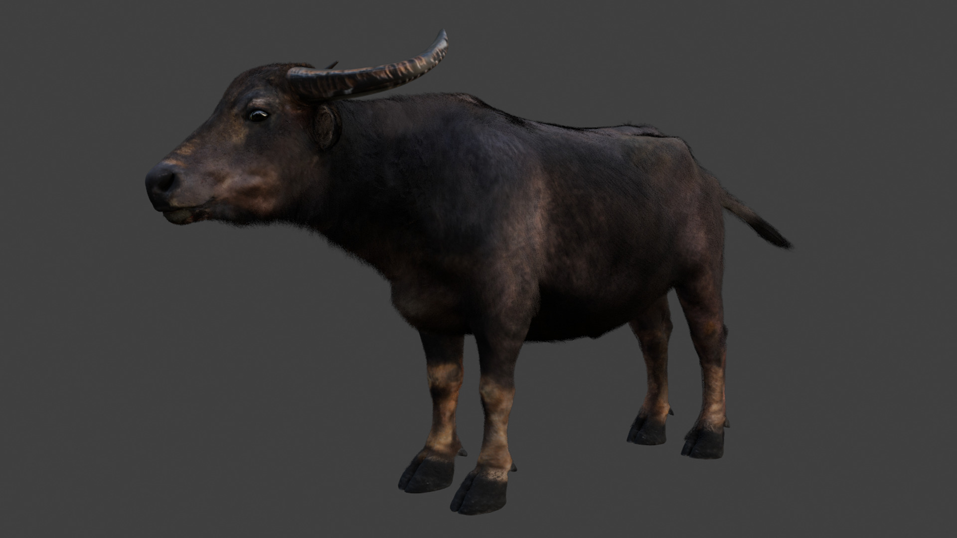 Asian Buffalo - Water Buffalo Realistic 3D model_9