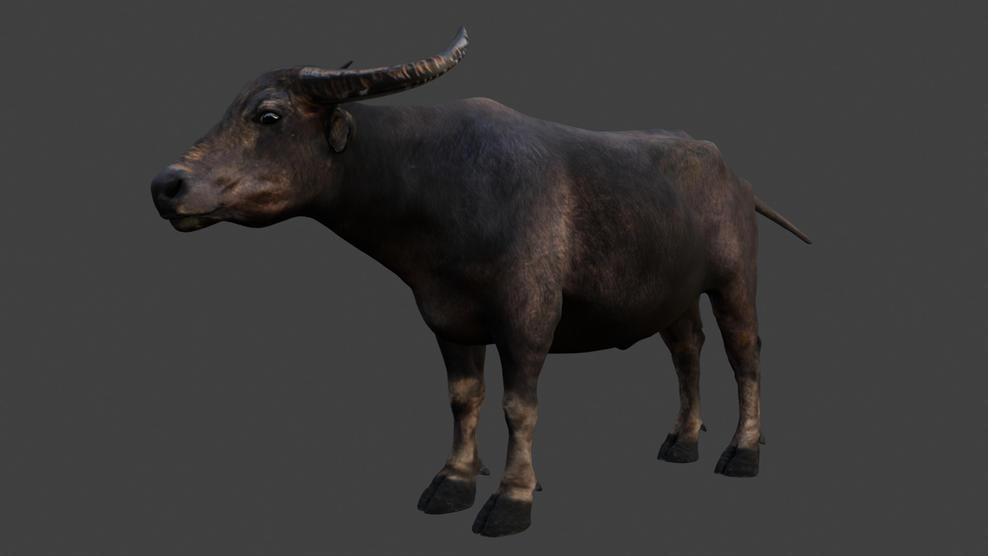 Asian Buffalo - Water Buffalo Realistic 3D model_10