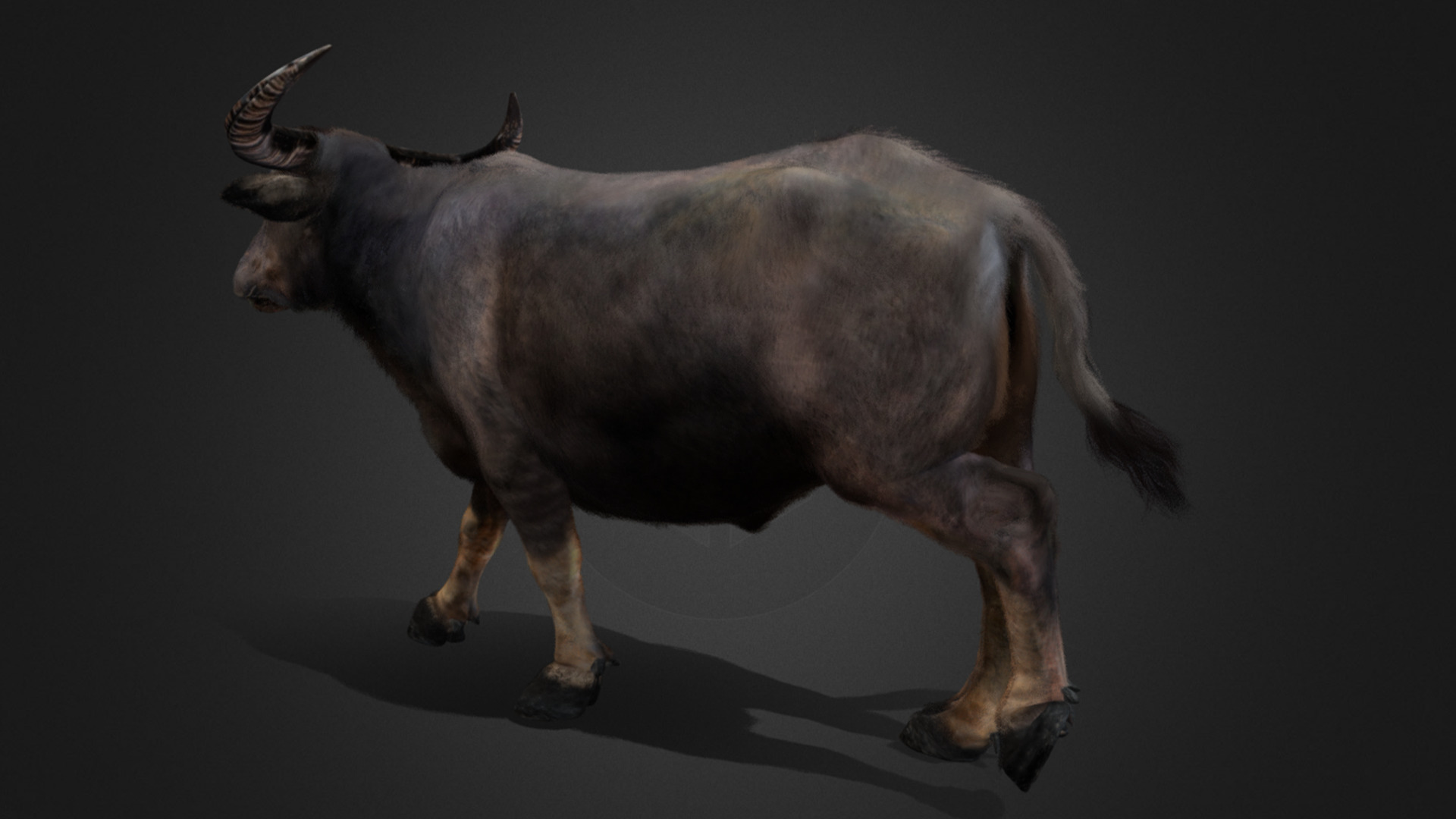 Asian Buffalo - Water Buffalo Realistic 3D model_12