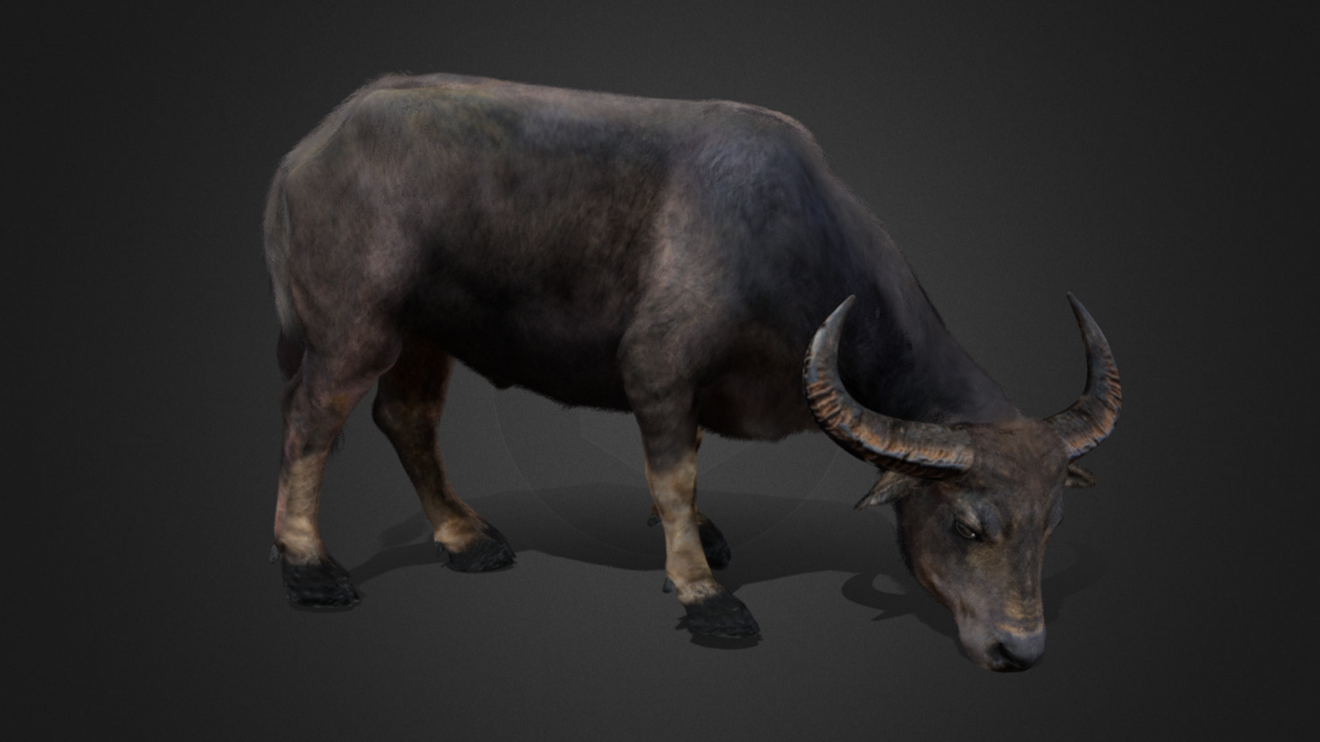 Asian Buffalo - Water Buffalo Realistic 3D model_2