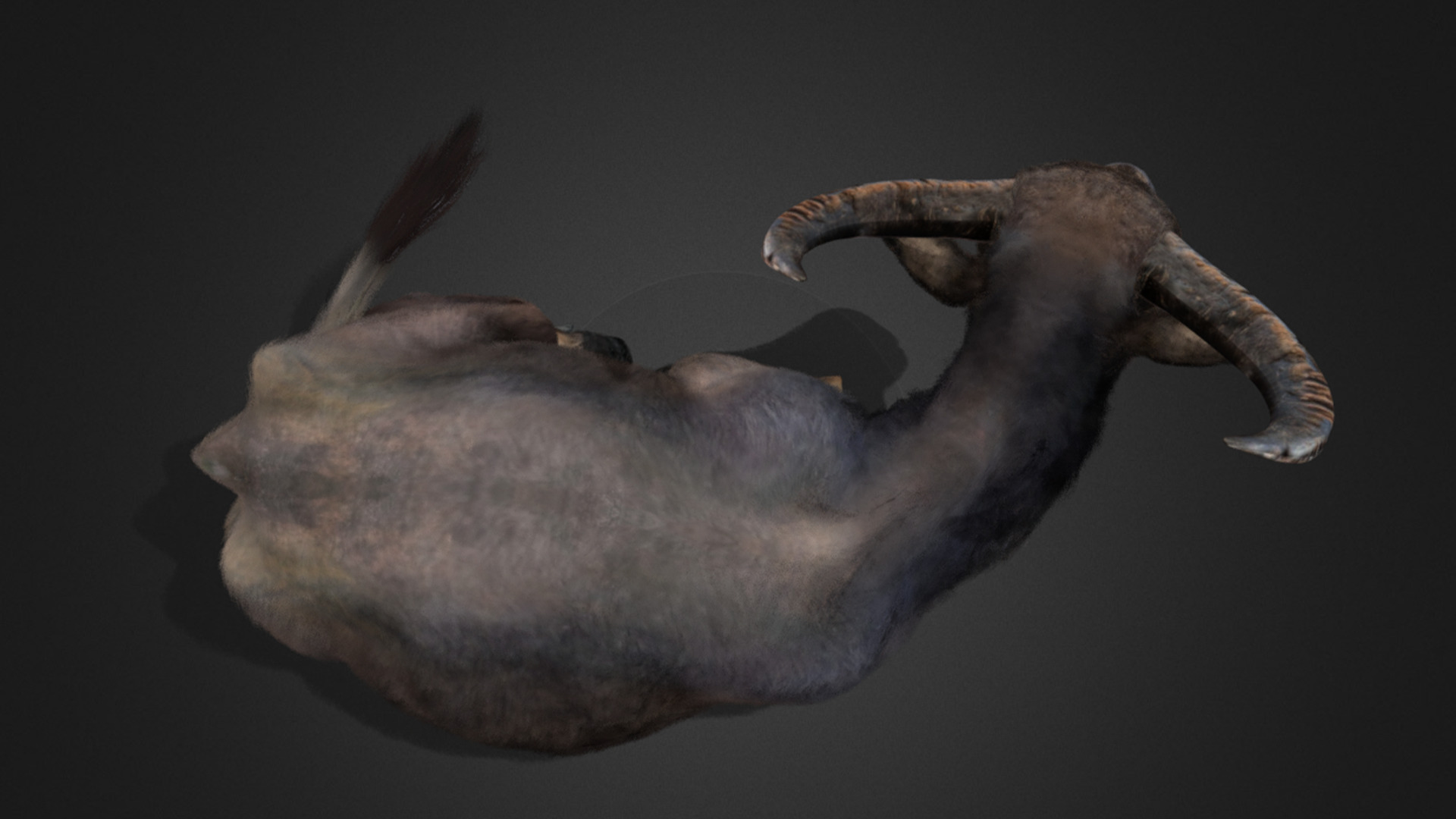 Asian Buffalo - Water Buffalo Realistic 3D model_6