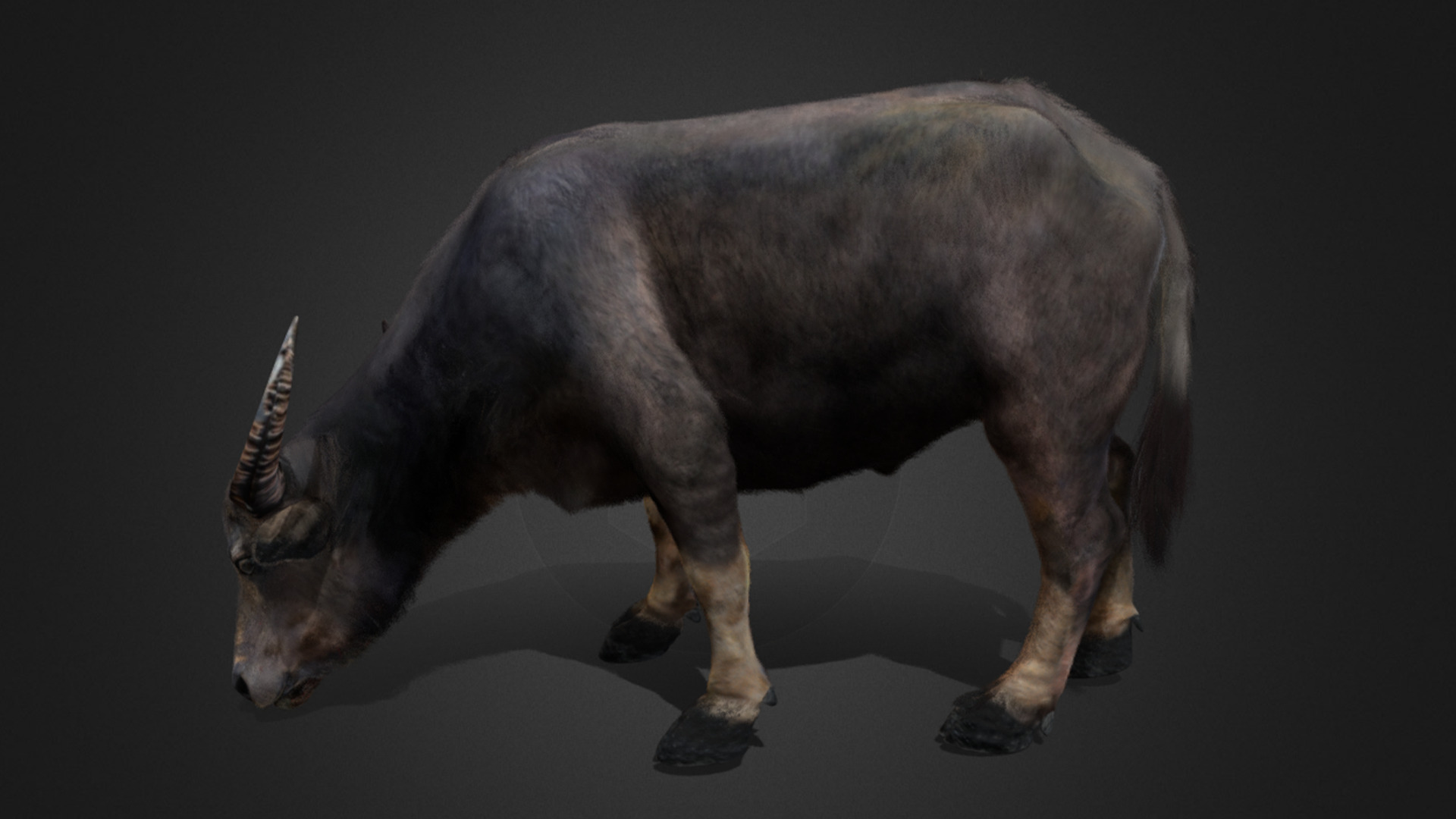 Asian Buffalo - Water Buffalo Realistic 3D model_7