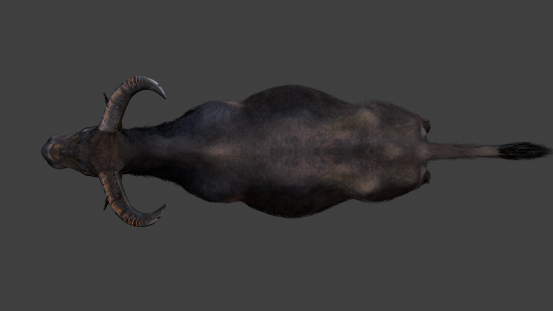 Asian Buffalo - Water Buffalo Realistic 3D model_14