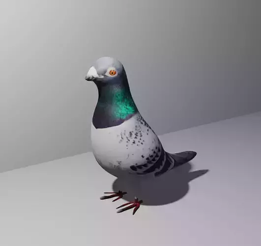 Pigeon Obj and Blend