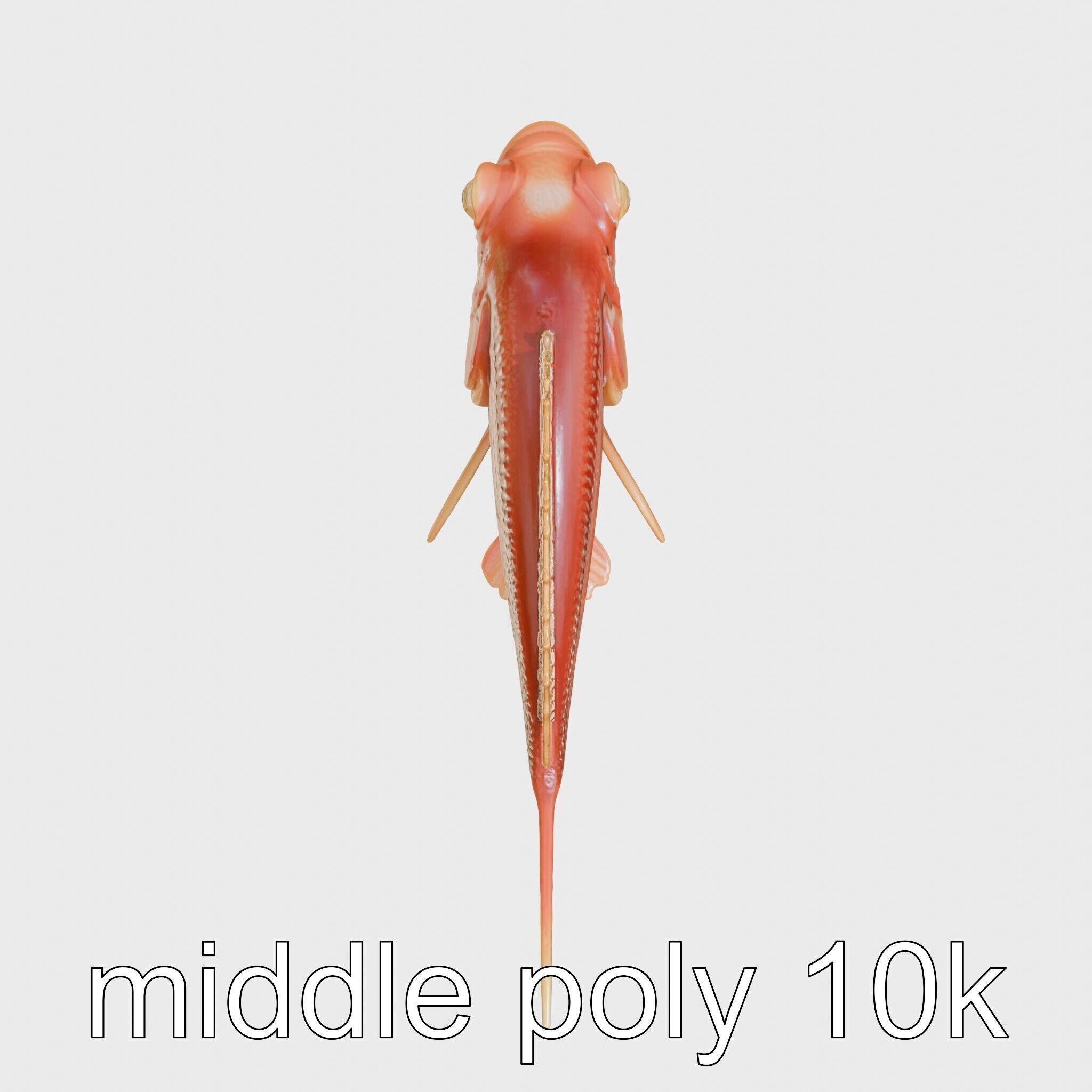 Red Handfish Model with Hand-like Fins Low-poly 3D model_11