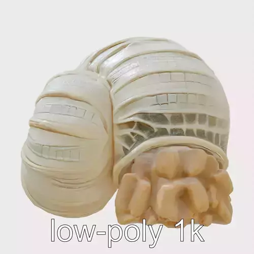 Paper Nautilus With Detailed Shell Structure