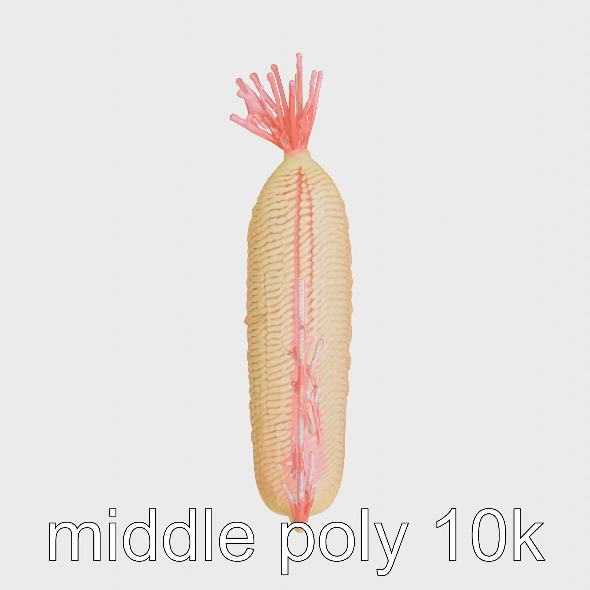 Giant Tube Worm Model with Red Plume Low-poly 3D model_8